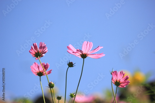 Cosmos flowers in the garden and blue background, blurry flower background, light pink cosmos flower. © Chaleow