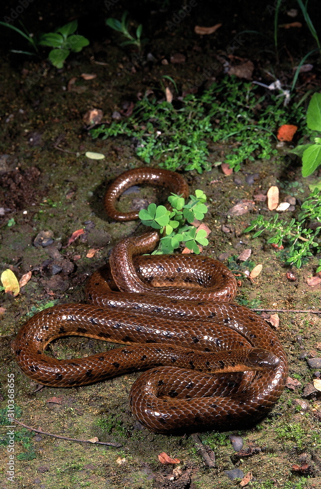 Fototapeta premium Rhabdops olivaceus OLIVE FOREST SNAKE. Non venomous. EXTREMELY RARE. Endemic to India; known from a few localities in Kerala and Maharashtra. Photographed in Maharashtra, INDIA.