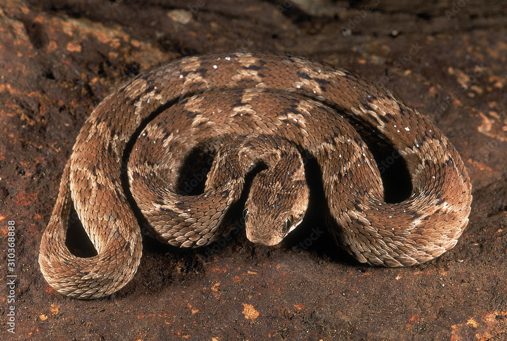 Fototapeta premium Echis carinata SAW-SCALED VIPER. Non venomous. Photographed in Pune, Maharashtra, INDIA.