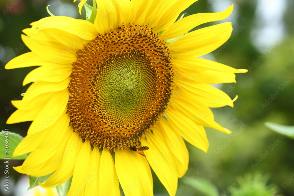 little bee feeding pollen on sunflower little bee feeding pollen on sunflower