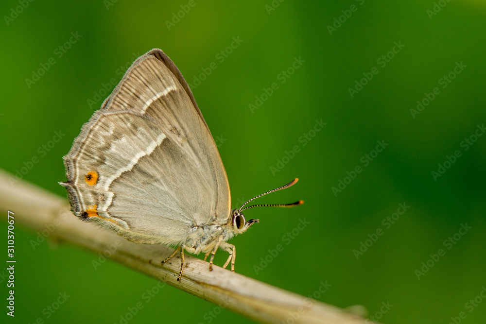 Neozephyrus quercus Neozephyrus quercus