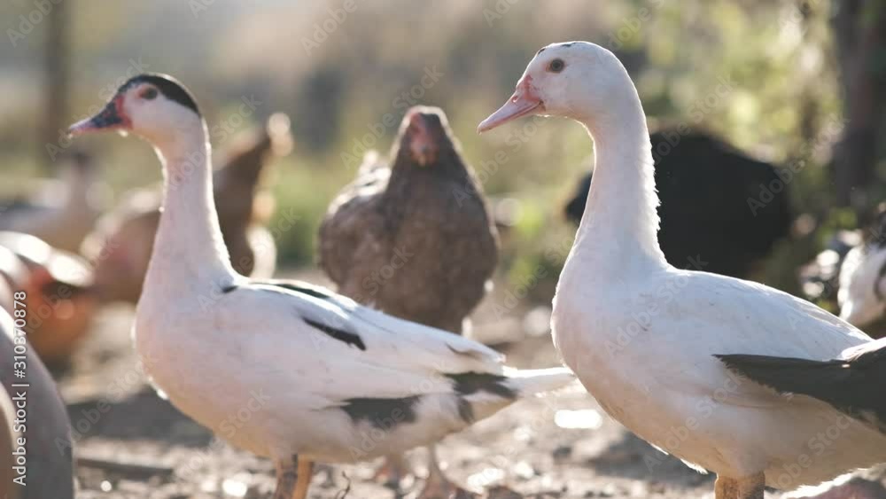 White geese at bird farm. White geese at bird farm.