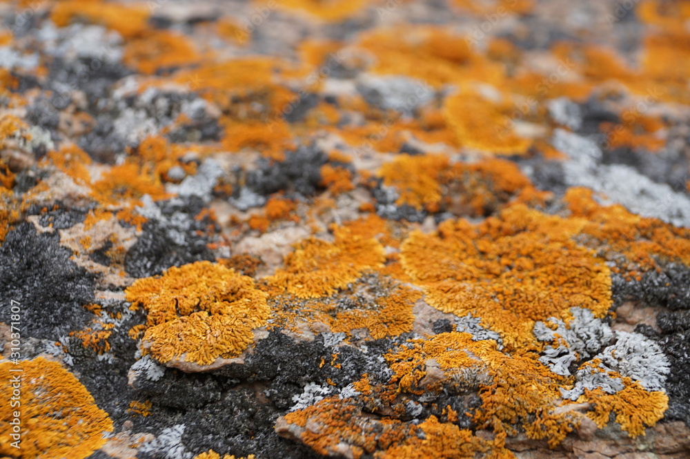 stone, texture, rock, nature, lichen, granite, brown, moss, surface, abstract, closeup, pattern, red, macro, rough, yellow, marble, natural, ground, soil, orange, old, rust, plant, food stone, texture, rock, nature, lichen, granite, brown, moss, surface, abstract, closeup, pattern, red, macro, rough, yellow, marble, natural, ground, soil, orange, old, rust, plant, food