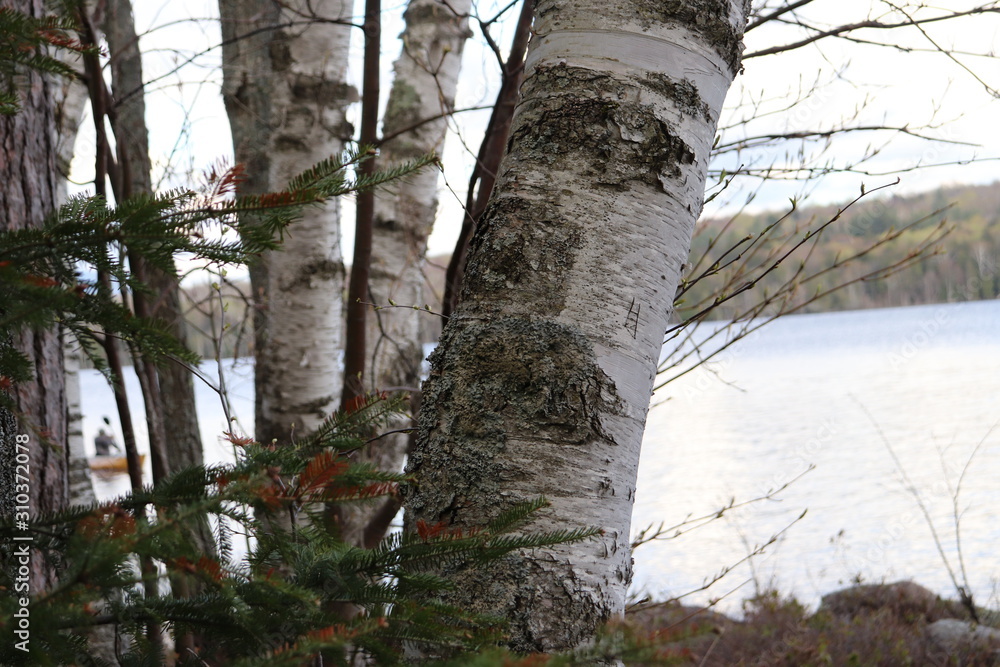 Birch wood trees next to long lake in upstate New York with white bark and autumn colored trees