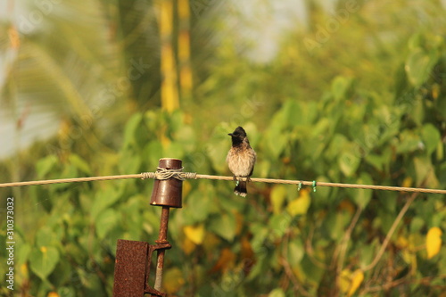 Red Vented Bulbul bird sitting on the electric post or electric wire on the morning photo