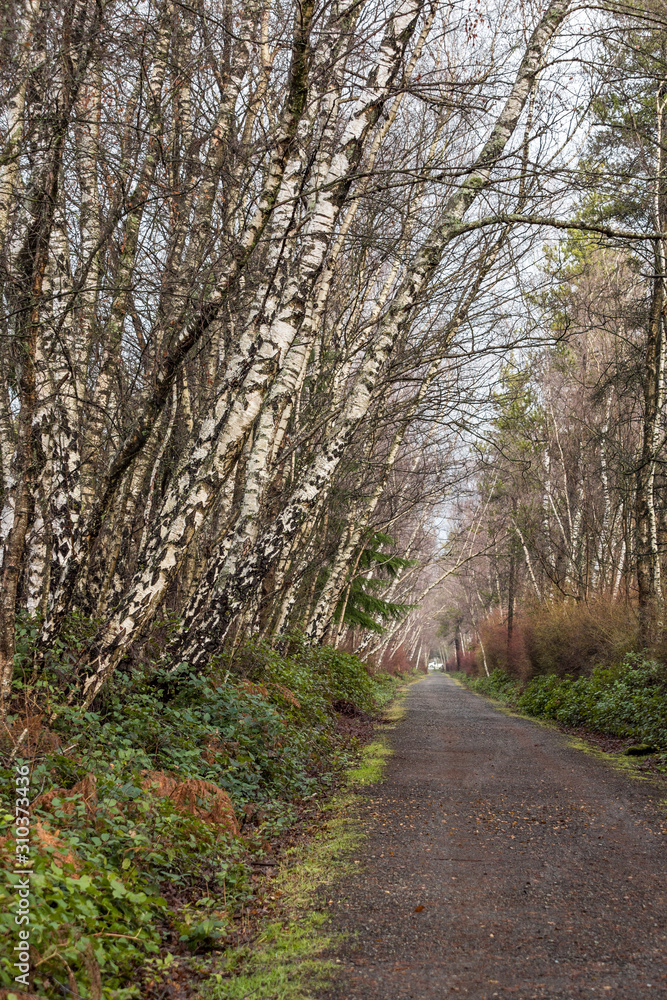 straight trail in the park with leafless trees and red branched bushes on the sides with white tree barks on a cloudy day straight trail in the park with leafless trees and red branched bushes on the sides with white tree barks on a cloudy day