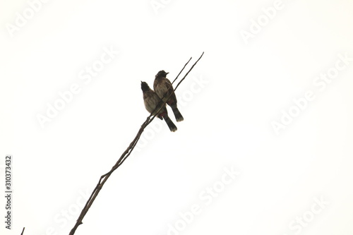 Two Red Vented Bulbul bird or two birds sitting on the tree or tree branch on the morning with white background photo