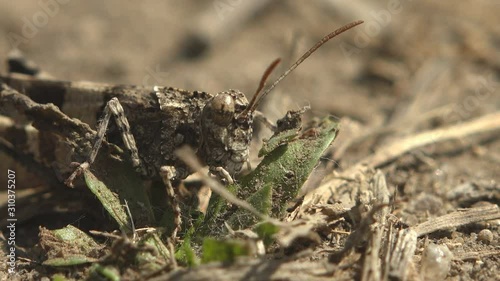 Dissosteira carolina, Carolina grasshopper gray, Carolina locust, black-winged grasshopper, road-duster or quaker, Eats green sprouts on summer meadow. Macro insect in wildlife photo