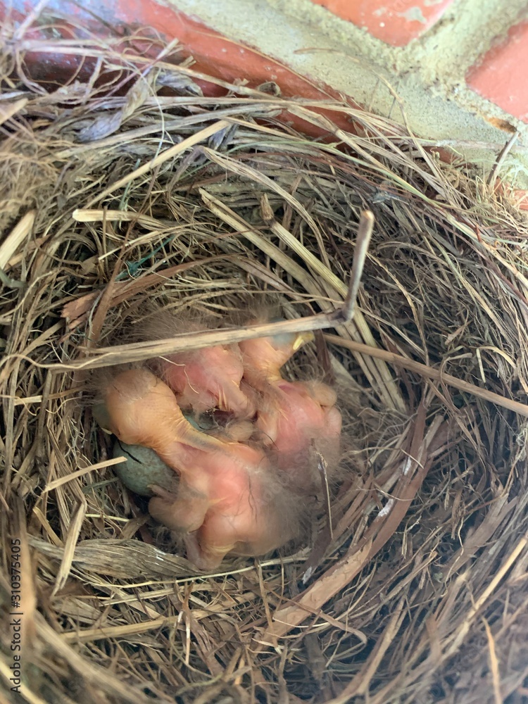 three young blackbird chicks in a nest three young blackbird chicks in a nest