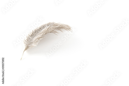 Single fluffy feather isolated on white with copy space