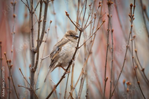 sparrow in a branch close up