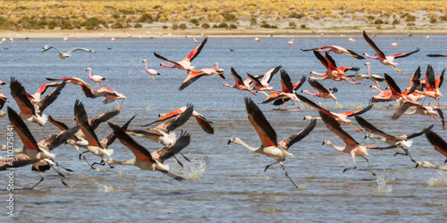 Flamingos at Laguna Vinto in Bolivia