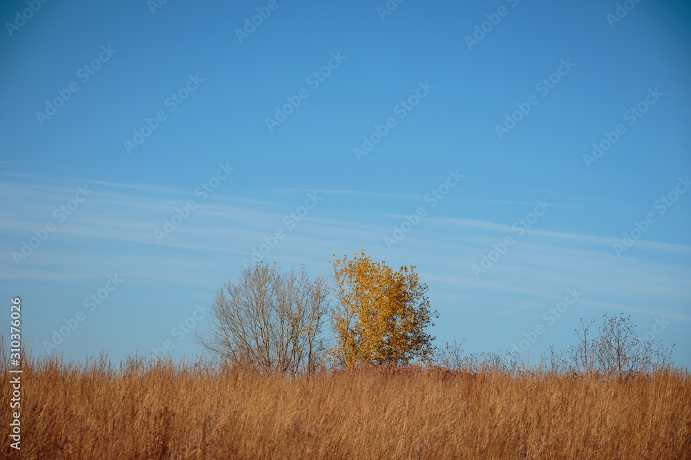 Fototapeta premium tree in the field