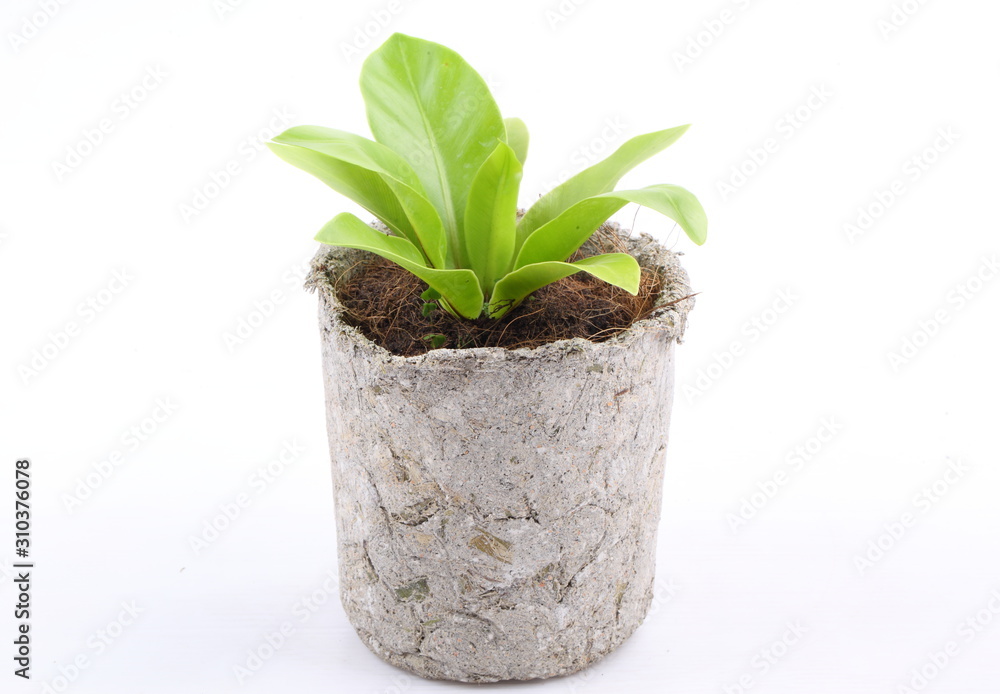 Small tree in pot isolated on over white backgroun Small tree in pot isolated on over white backgroun