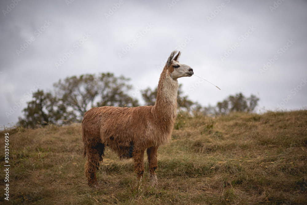 Fototapeta premium llama standing tall 