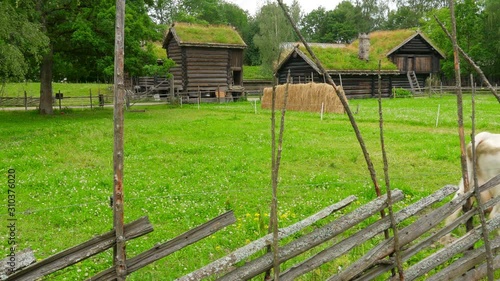 animal husbandry livestock breeding, norwagian village, green grass rooftop, norway photo