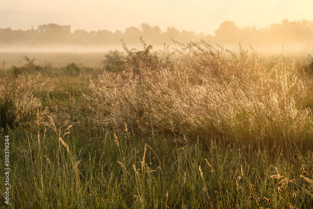 Dawn in a wild field. Beautiful landscape on sunrise