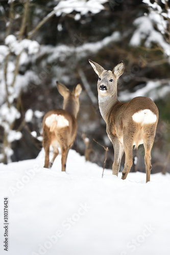 roe deer in snowy environment