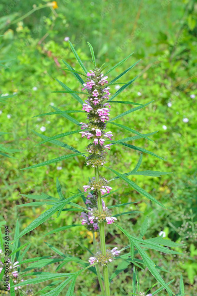 Blossoming herb motherwort 6