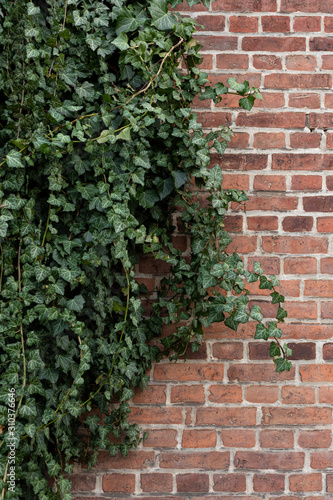 ivy on brick wall © singerfotos