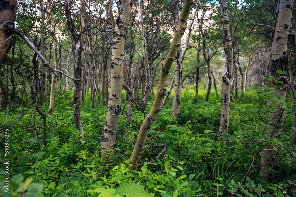 Forest and Flowers of Glacier National Park Forest and Flowers of Glacier National Park