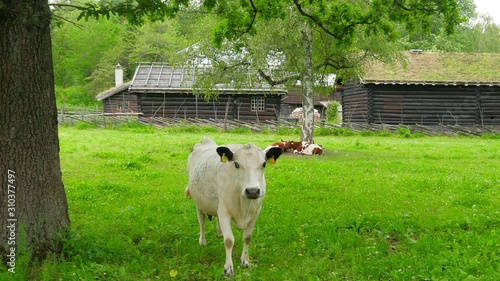 animal husbandry livestock breeding, norwagian village, green grass rooftop, norway photo