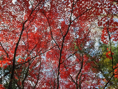 red maple tree in autumn