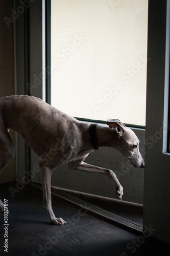 Whippet dog leaves the house through the door