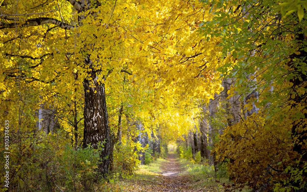 Осенняя алея
