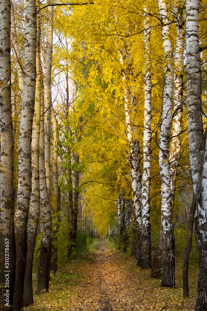 Obraz premium Осенняя аллея