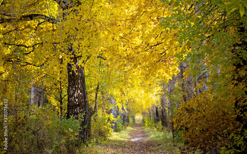 Осенняя алея © Oleg