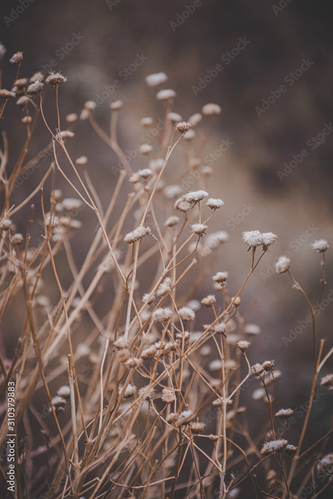 Arbusto de otoño. flores desenfocadas de la montaña y altura. Arbusto de otoño. flores desenfocadas de la montaña y altura.