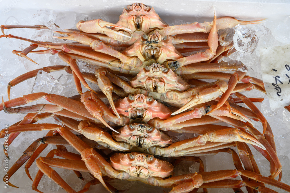 カニ・新鮮・採れたて・ズワイガニ