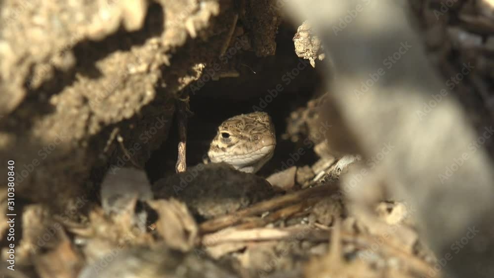 Head lizard sticks out of hole. Small young gray lizard sits in hole in gray earth. Macro view of reptile in wildlife Head lizard sticks out of hole. Small young gray lizard sits in hole in gray earth. Macro view of reptile in wildlife