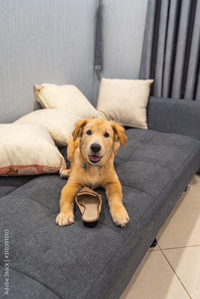 Portrait of little golden retriever dog playing with a shoe