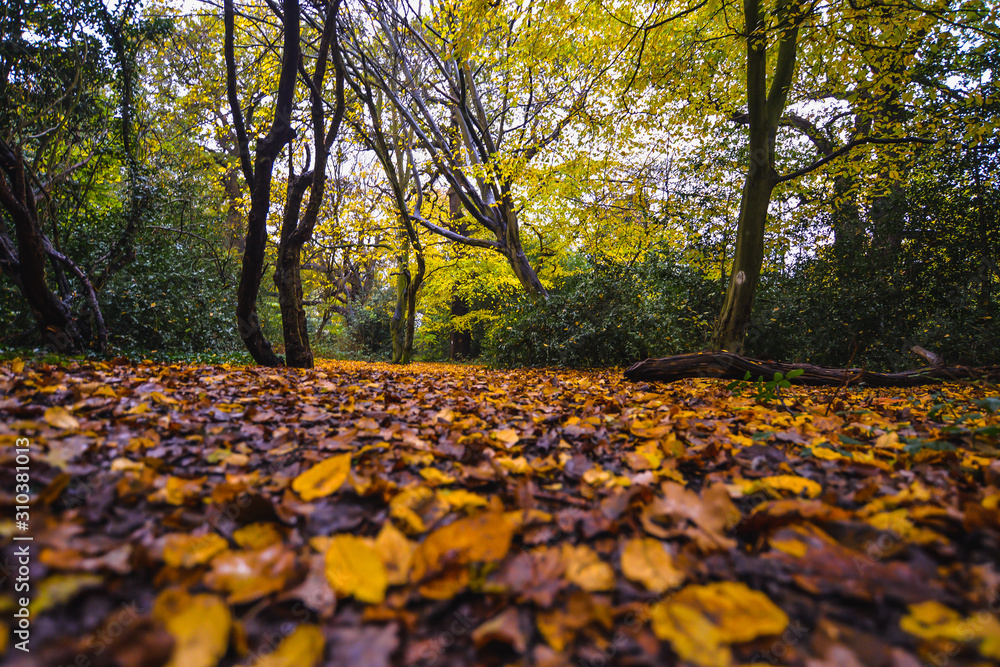Ταπετσαρία A walk in Epping Forest in autumn colors