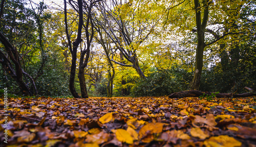 Φωτογραφία A walk in Epping Forest in autumn colors
