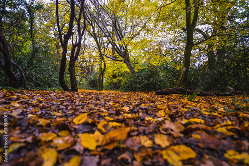 A walk in Epping Forest in autumn colors