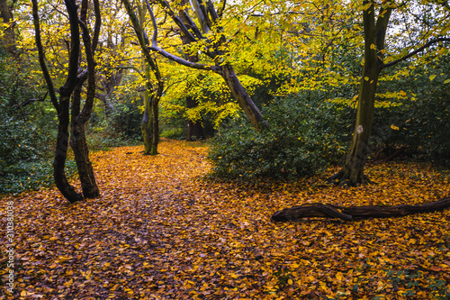 A walk in Epping Forest in autumn colors photo