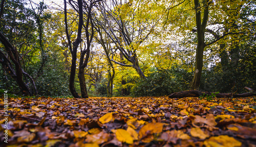 Valokuva A walk in Epping Forest in autumn colors