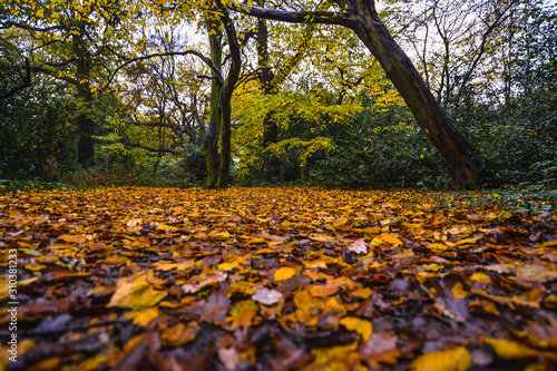 A walk in Epping Forest in autumn colors