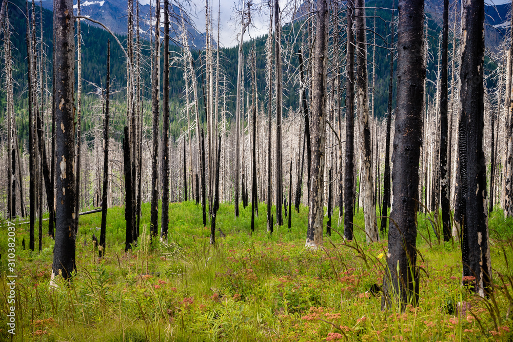 Burned Forest in Glacier National Park Burned Forest in Glacier National Park