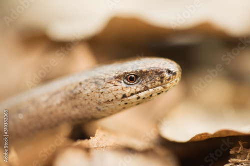 Close up of snake