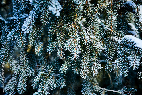 Spruce tree, close-up photo