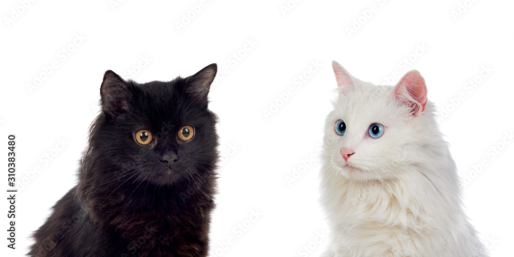 Black and white Persian cats with brown and blue eyes
