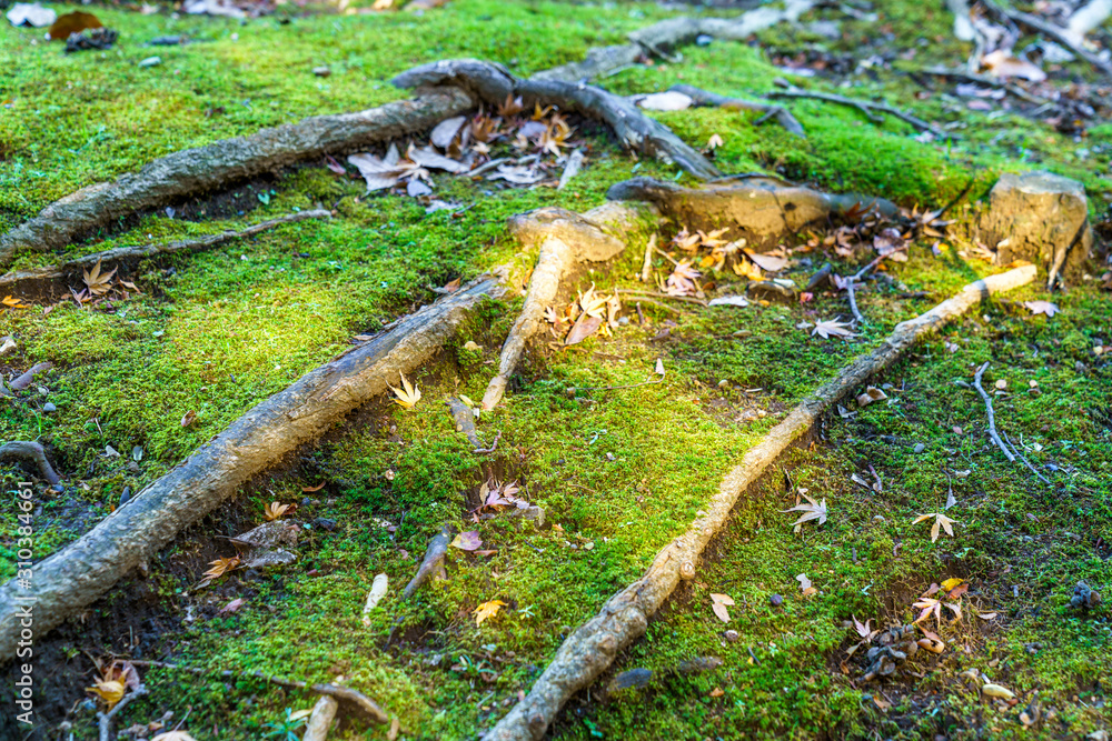 苔むした地面