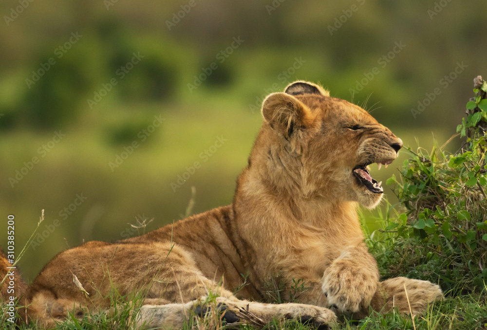 Fototapeta premium Lion cubs relaxing in Masai Mara