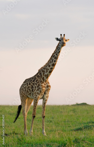 Giraffe standing in Masai Mara