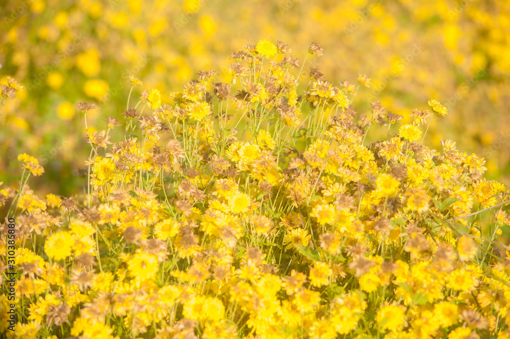 Obraz premium Chrysanthemum