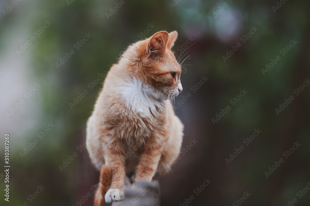 beautiful well-groomed domestic cat walking on the street